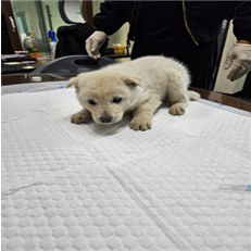 보호중 믹스견의 가…