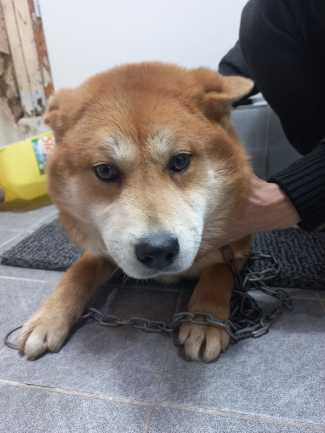 보호중 믹스견의 가…