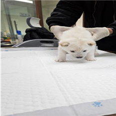 종료(입양) 믹스견…