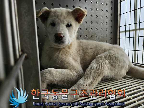 한국동물구조관리협회_441559202401418