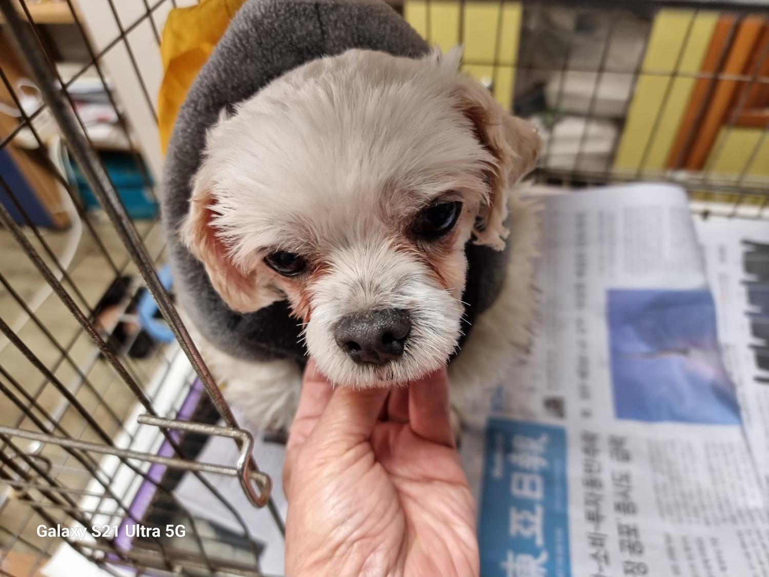 종료(반환) 말티즈…