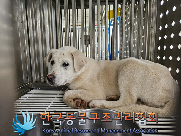 한국동물구조관리협회_441409202401993