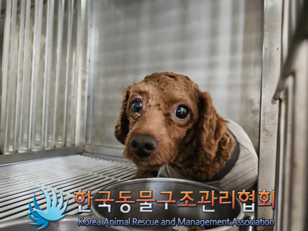 종료(입양) 푸들의…