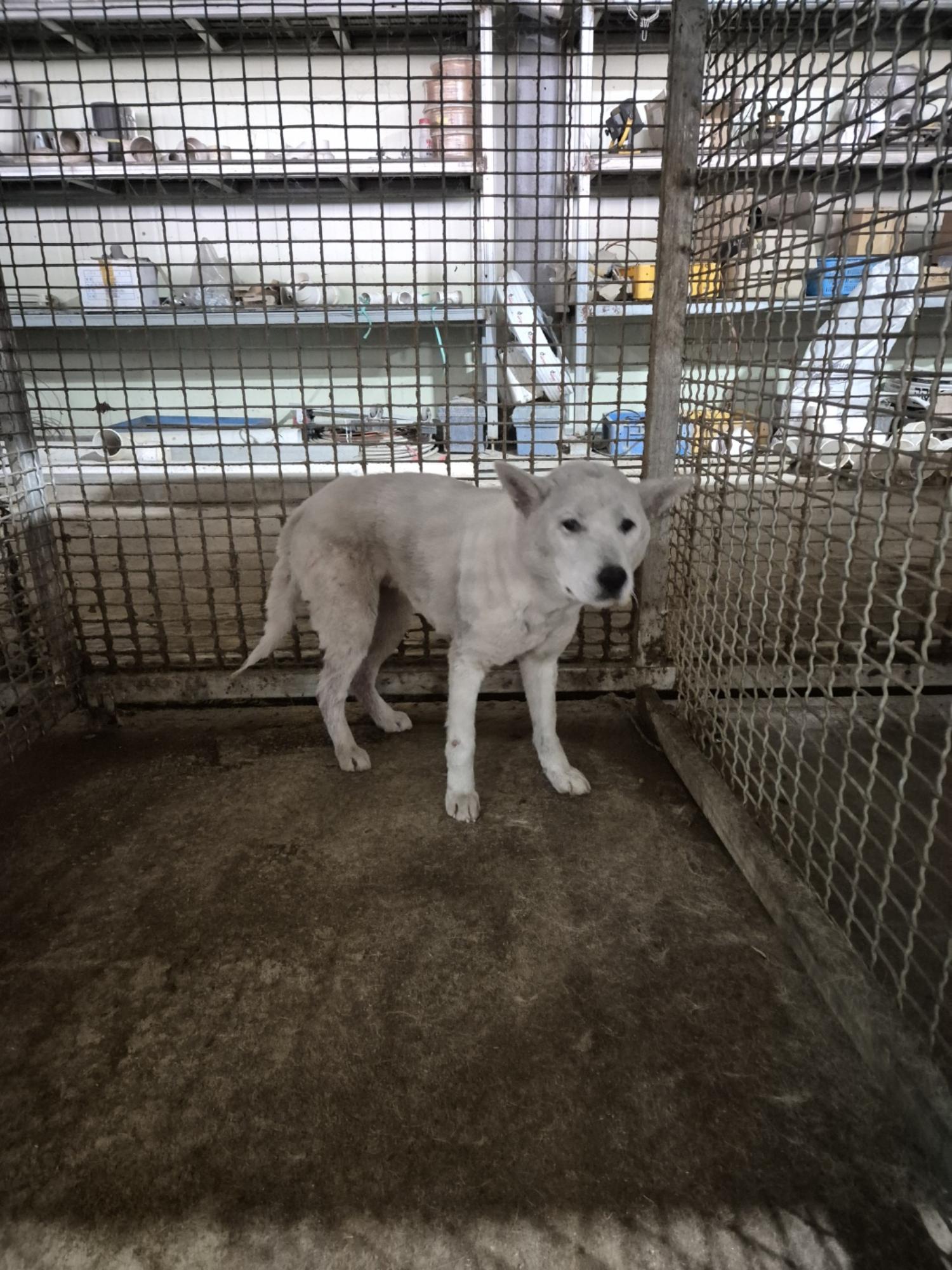 남양동물보호센터_441553202404163