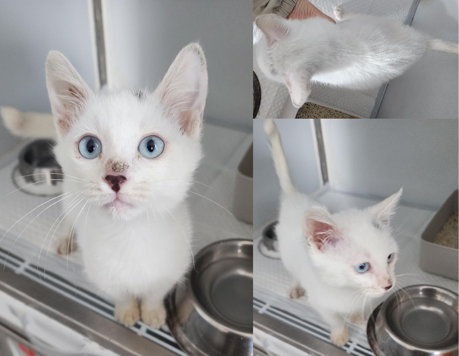 [고양이] 한국 고양이 충남-서산-2024-00768 유기동물 배경 이미지 입니다.