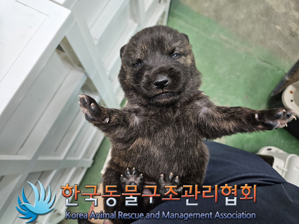 한국동물구조관리협회_441392202400308