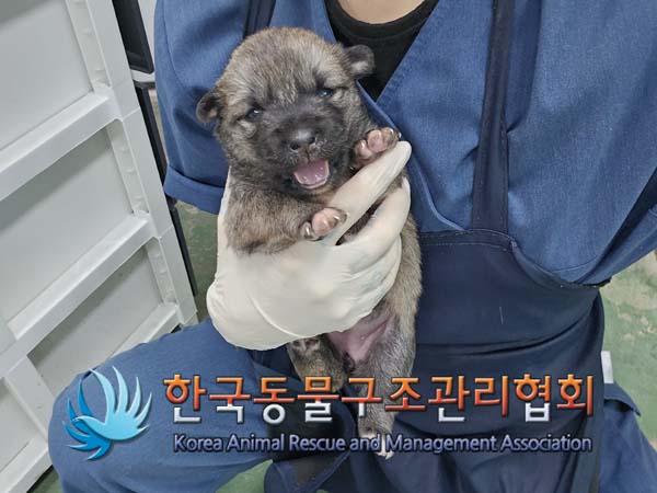 한국동물구조관리협회_441392202400304