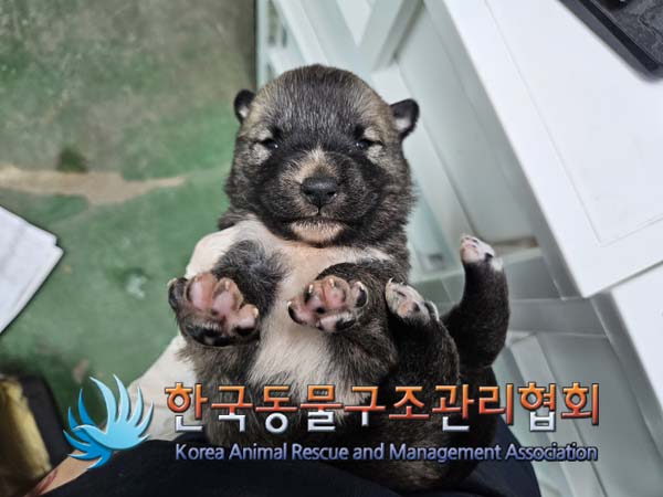 종료(자연사) 믹스…