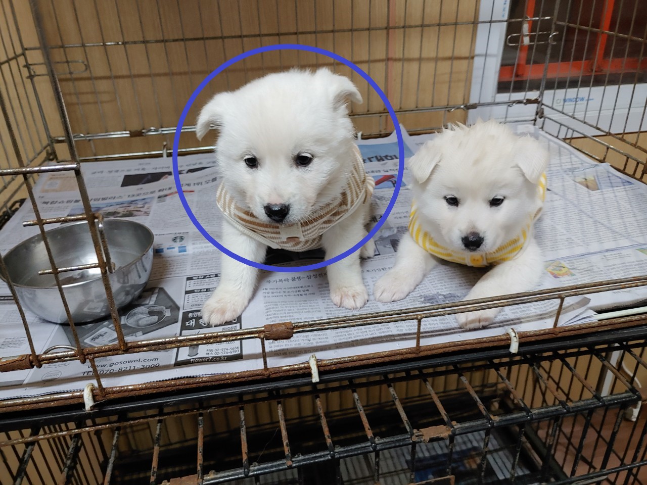 창원유기동물보호소_448567202401418