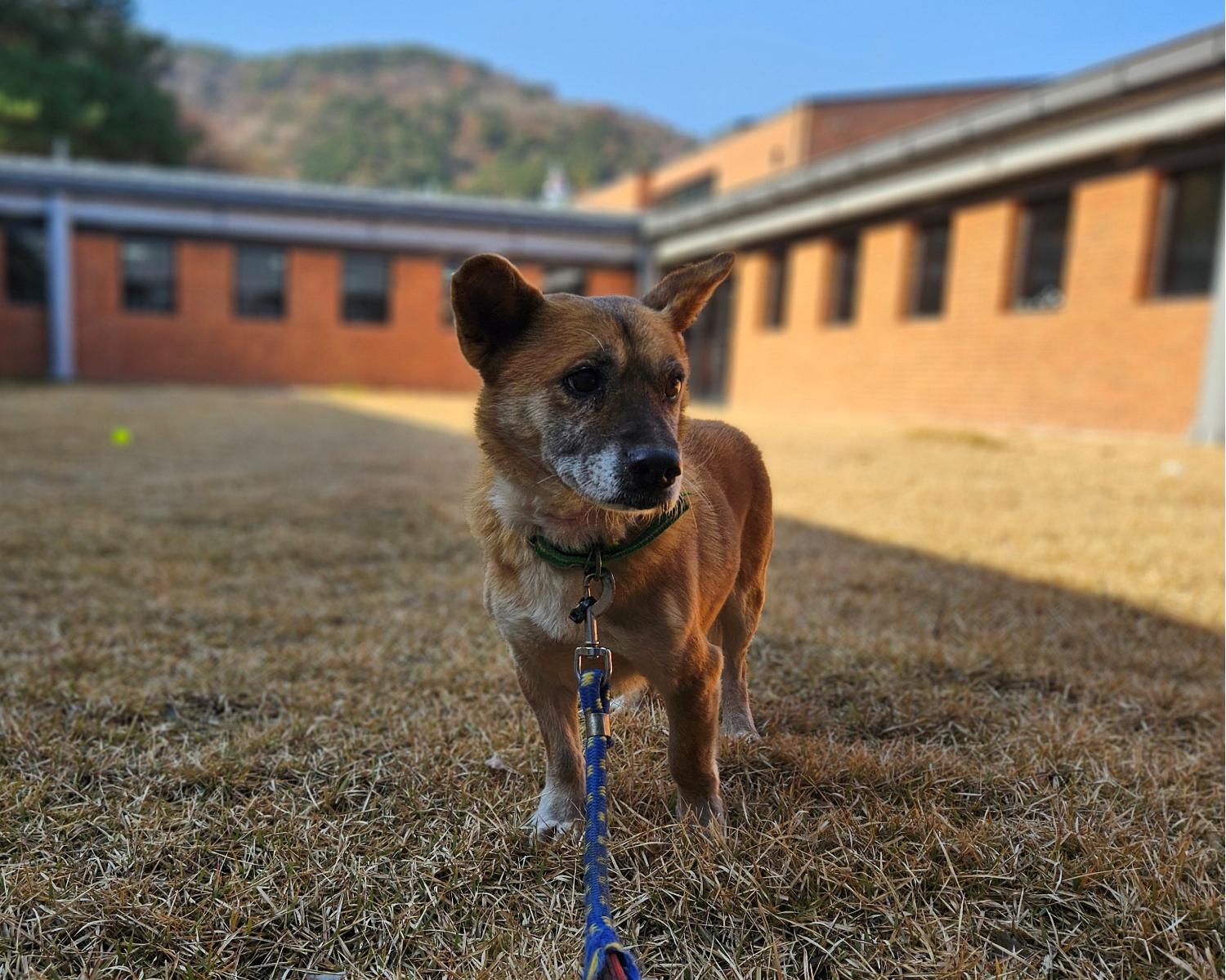 종료(반환) 믹스견…