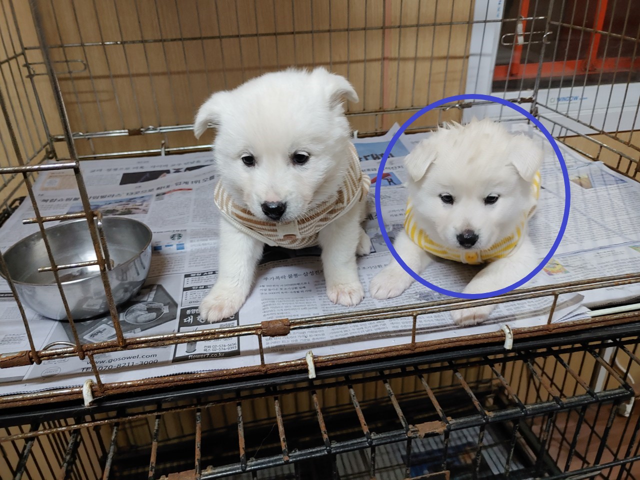 창원유기동물보호소_448567202401419