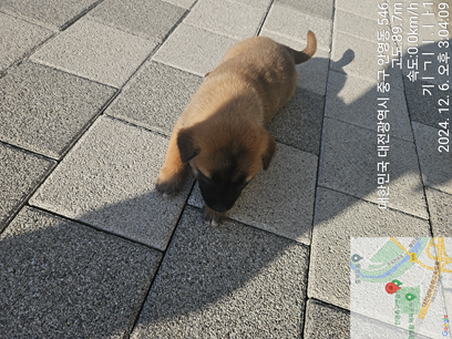 대전동물보호센터_430365202400605