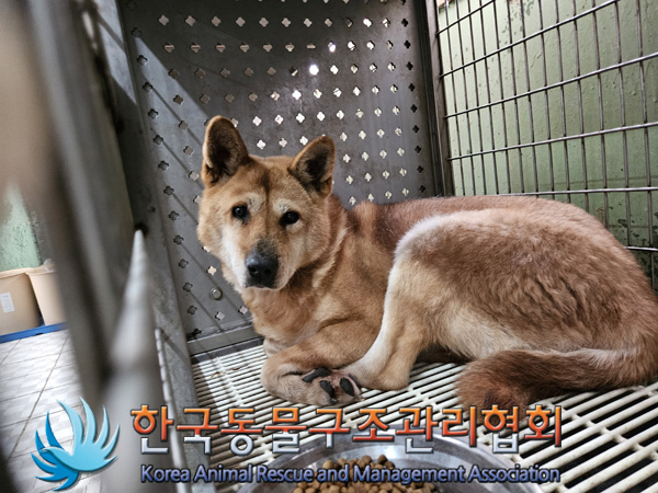 한국동물구조관리협회_441559202401419