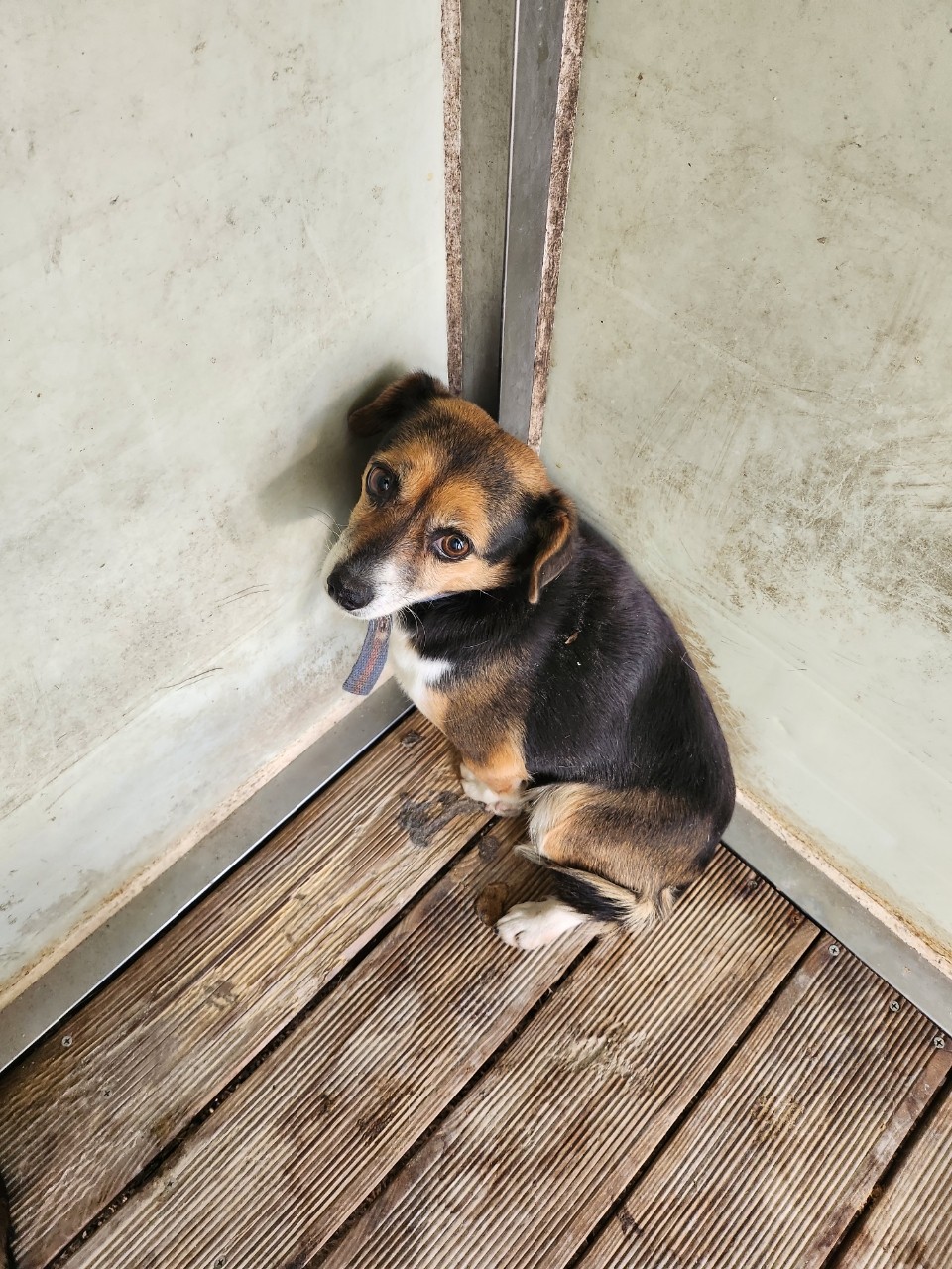 태백시유기동물보호소_442422202400354