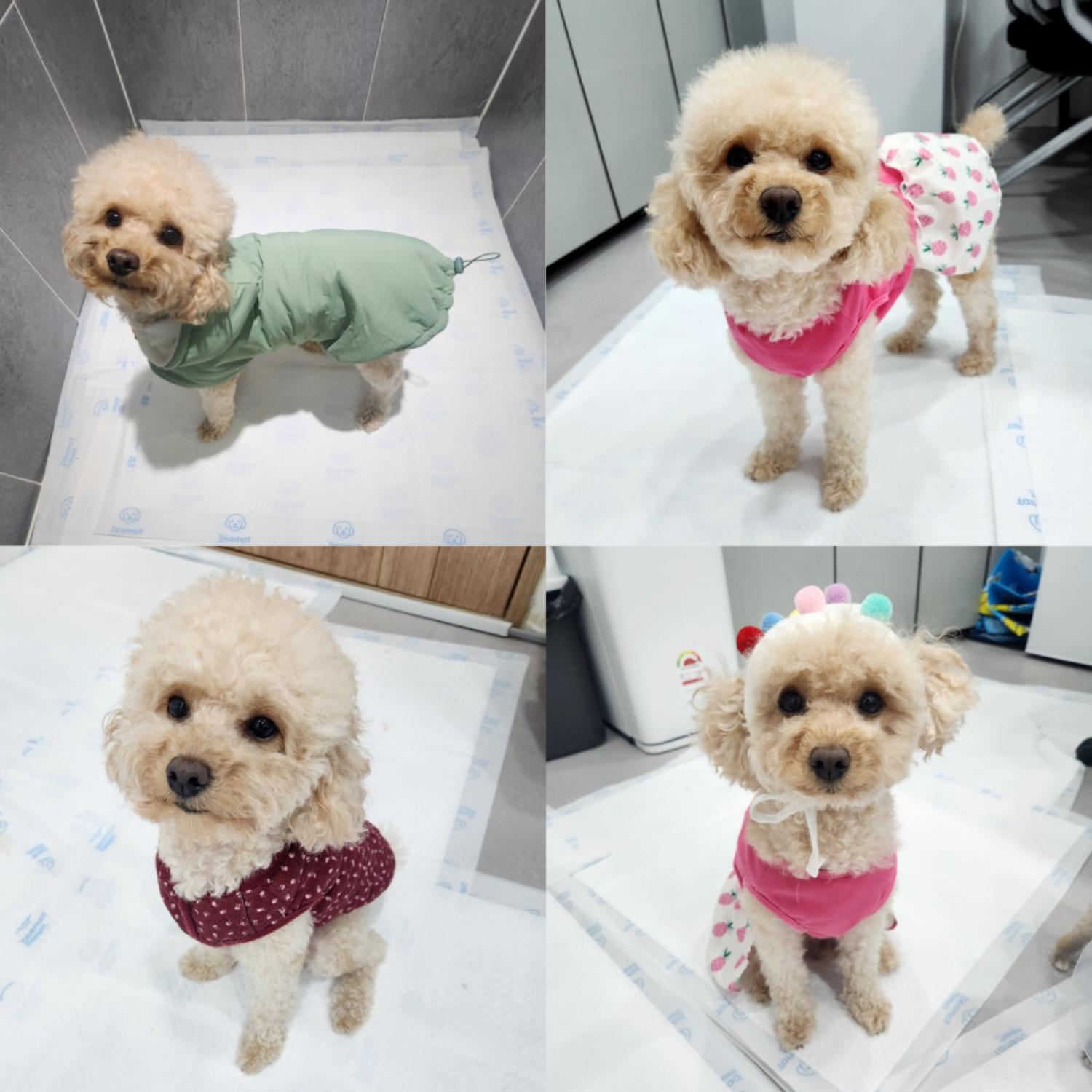 반려동물 입양센터_447508202401173