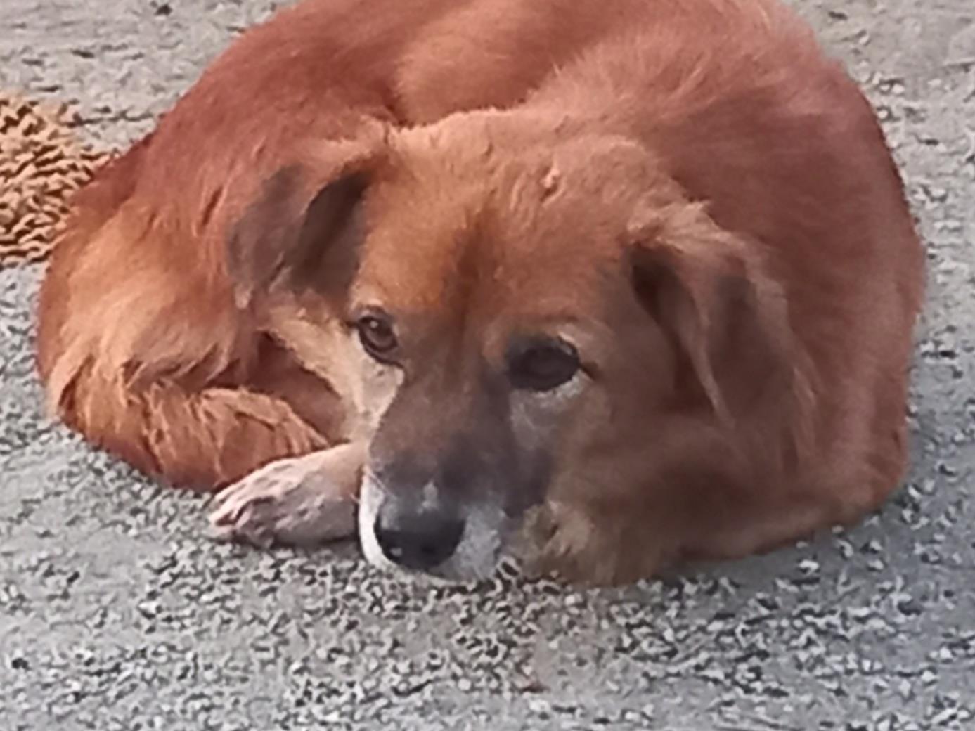 보호중 믹스견의 가…