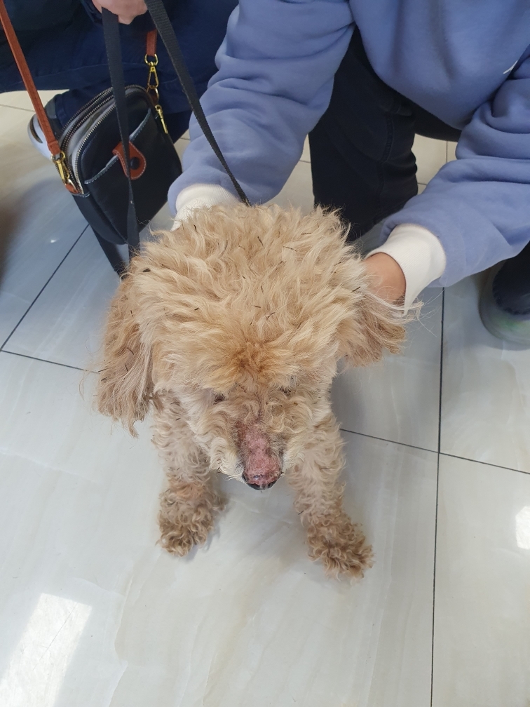 최종주동물병원_443444202400445