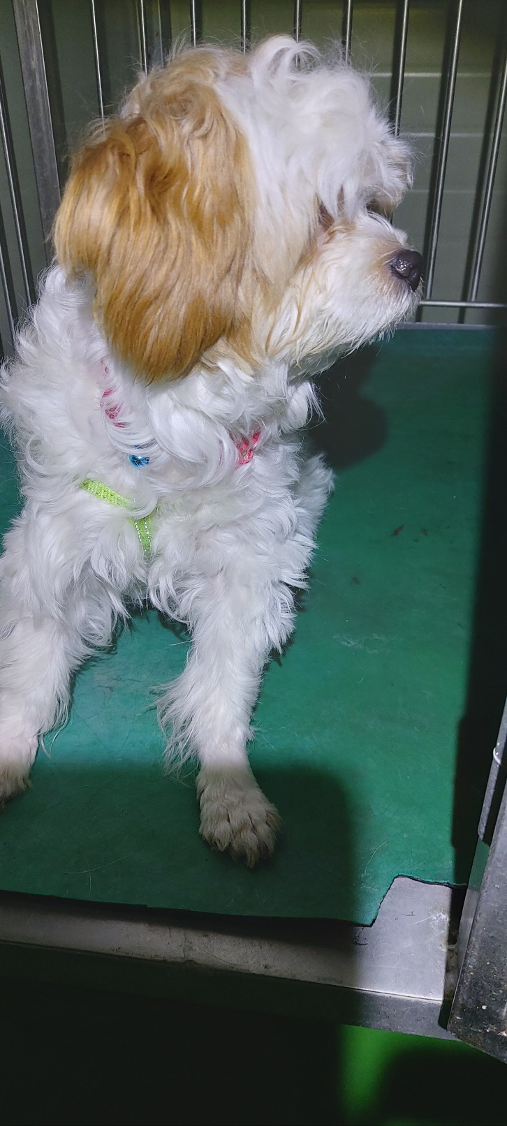 보령시유기동물보호소_444451202401272