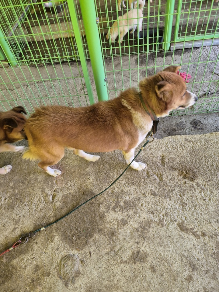 장성군동물보호센터_446498202400382