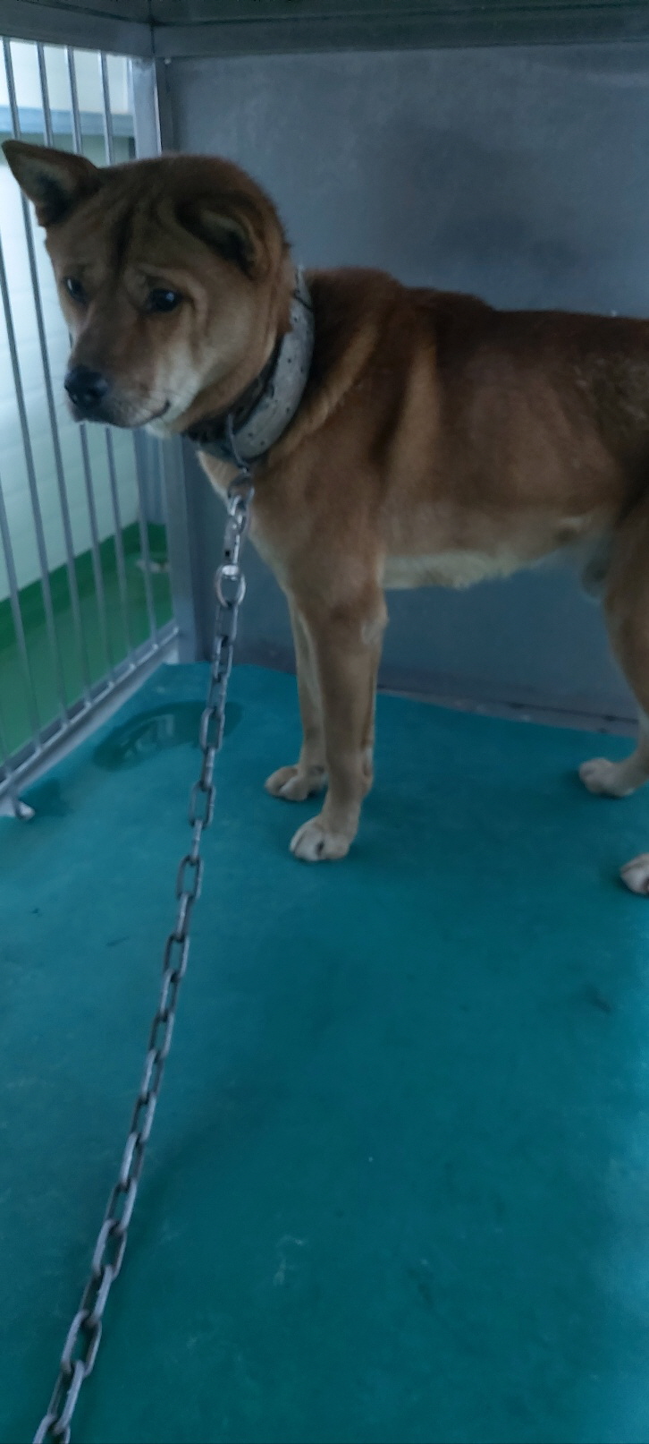 보령시유기동물보호소_444451202401271