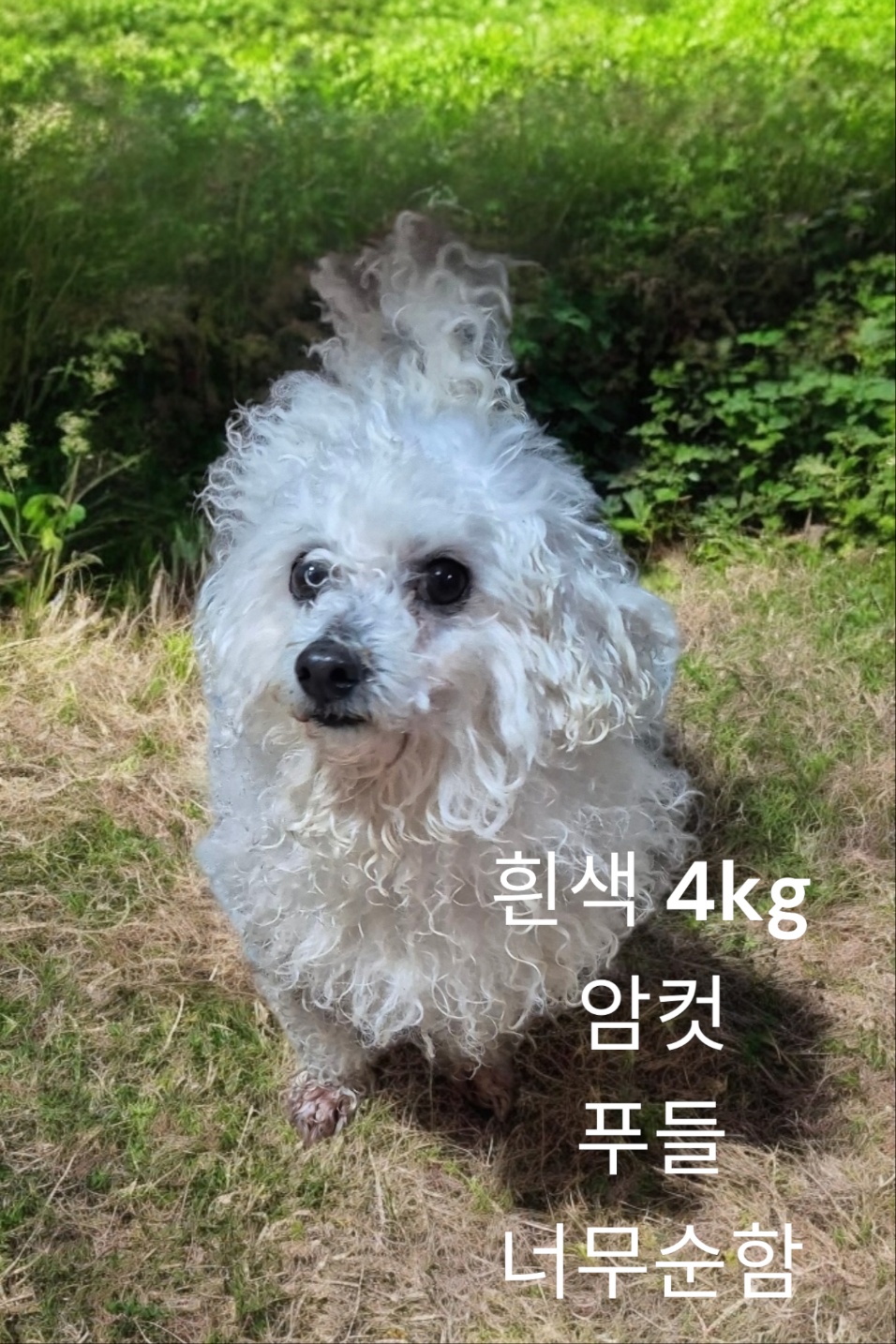 성주유기동물보호센터_447521202400701