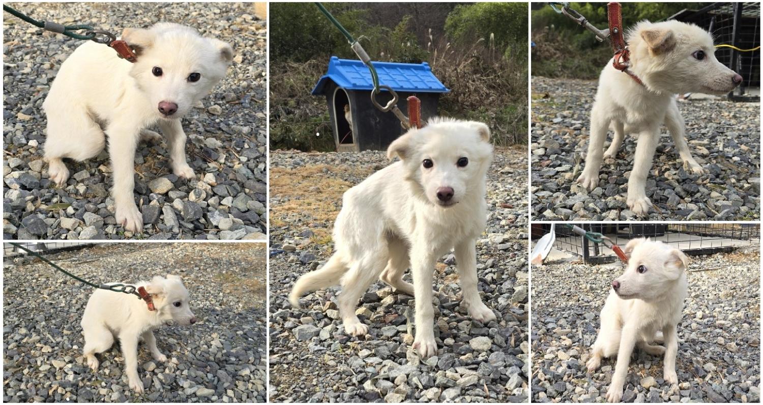 무안군유기동물보호소_446495202400559