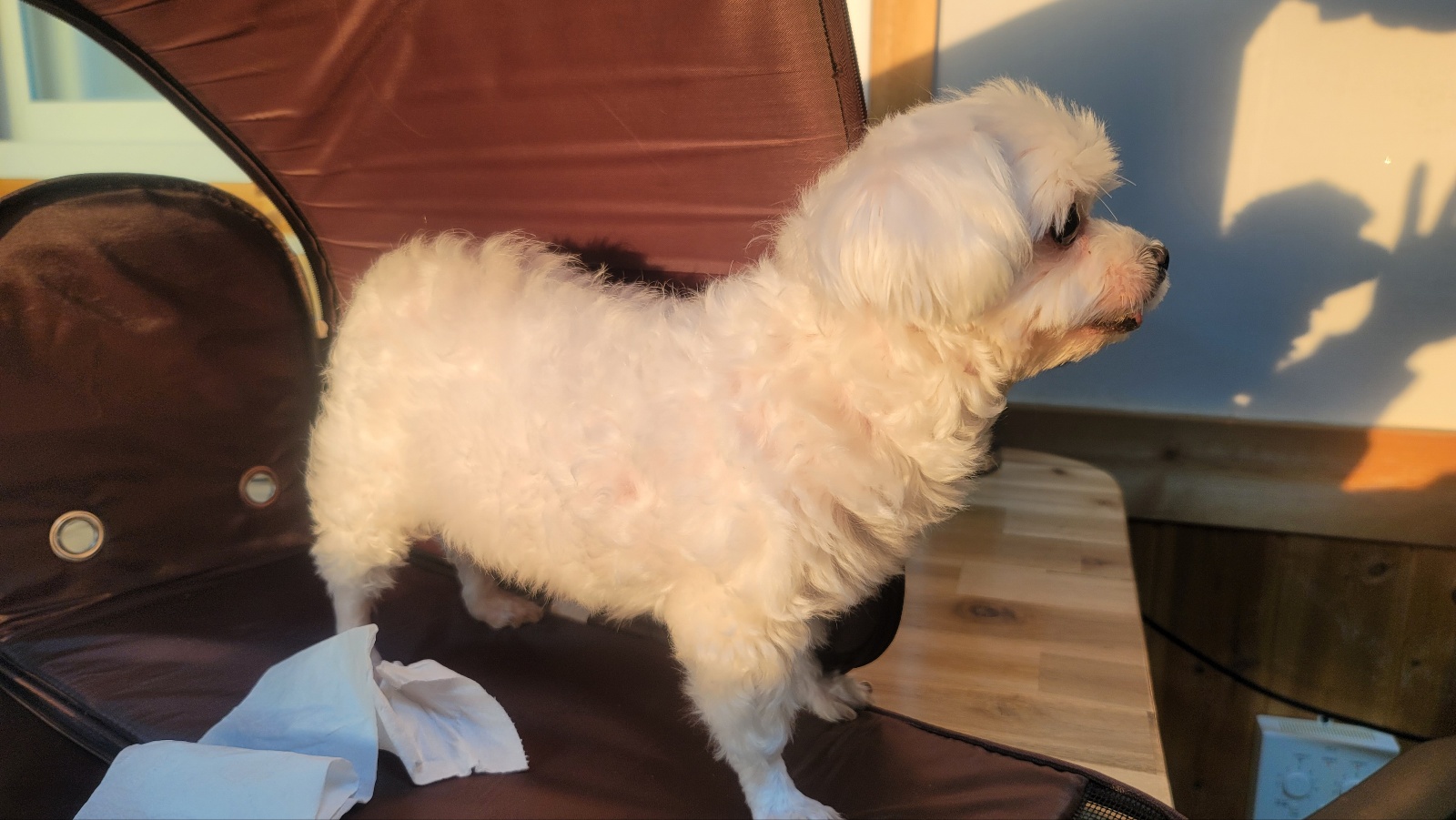 임실유기동물보호센터_445476202400455