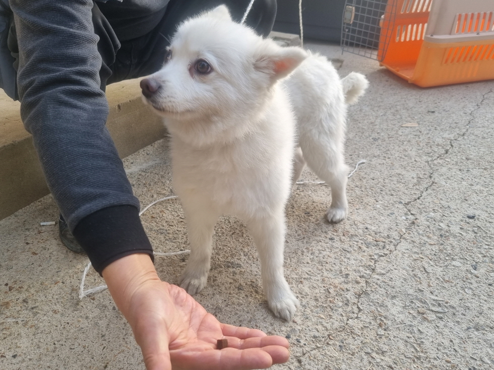 양산시 동물보호센터_448538202400841