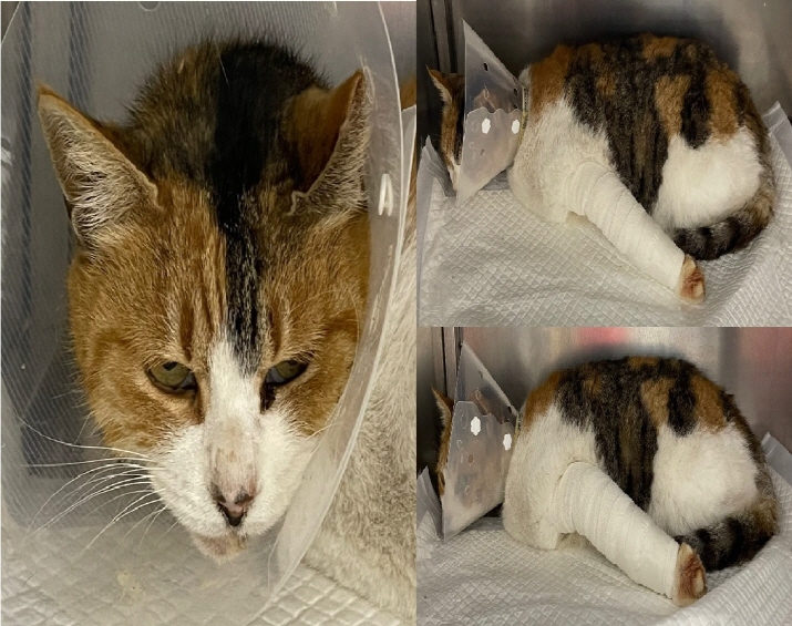 [고양이] 한국 고양이 충남-서산-2024-00882 유기동물 배경 이미지 입니다.