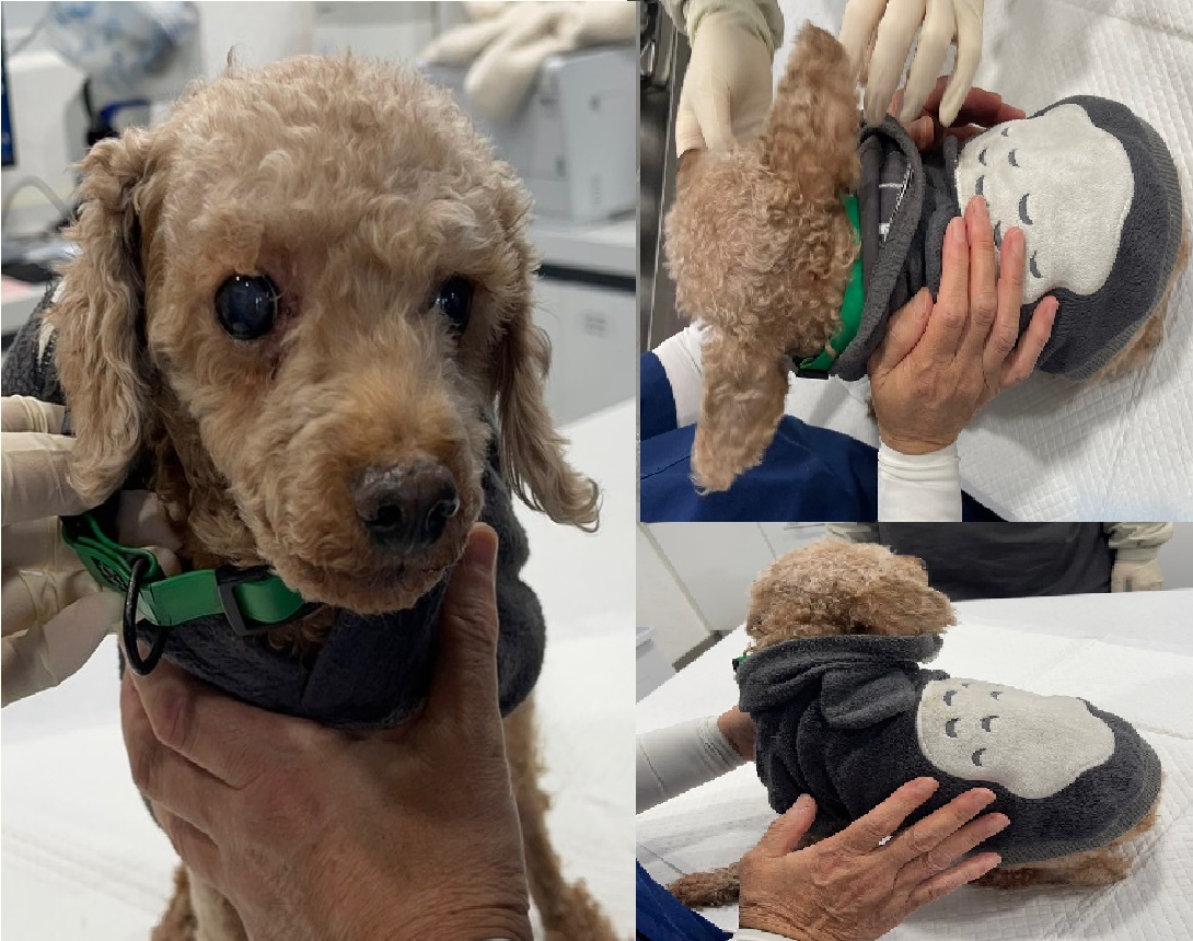 서산시 동물보호센터_444453202401648