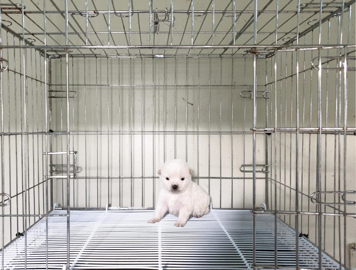 위더스 동물보호센터_441407202401452