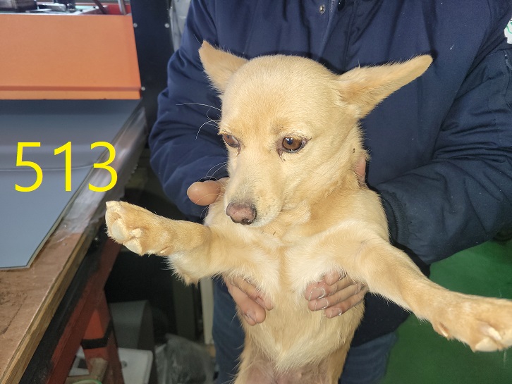 보호중 믹스견의 가…