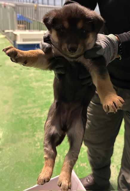 광양시 임시보호소_446484202400878