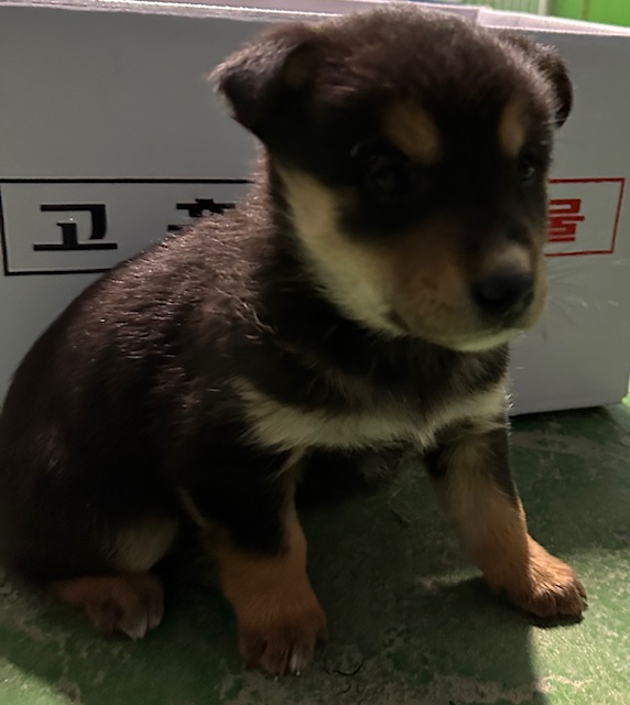 광양시 임시보호소_446484202400875