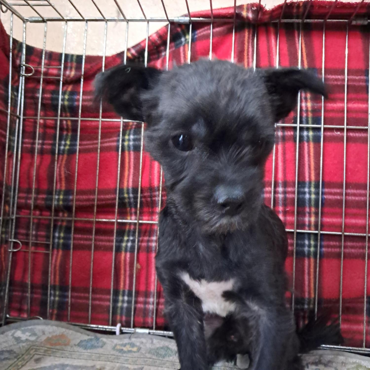 동물보호관리협회_426329202400820