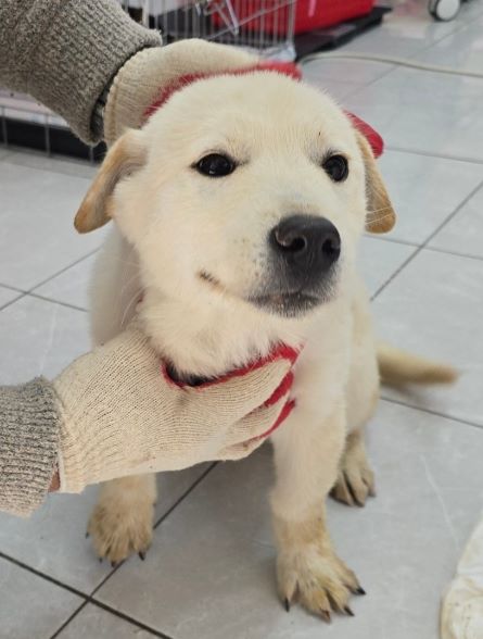 종료(입양) 믹스견…