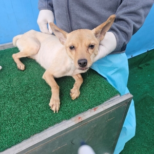 제주 동물보호센터_450650202403693