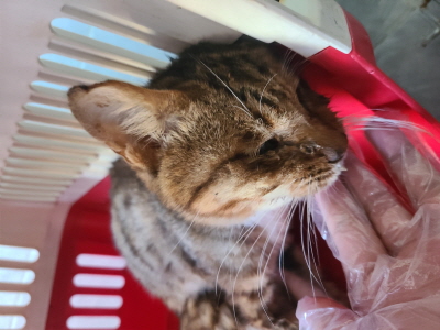 (사)동부동물보호협회_426330202400418
