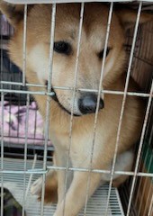 인천광역시수의사회_428353202401344