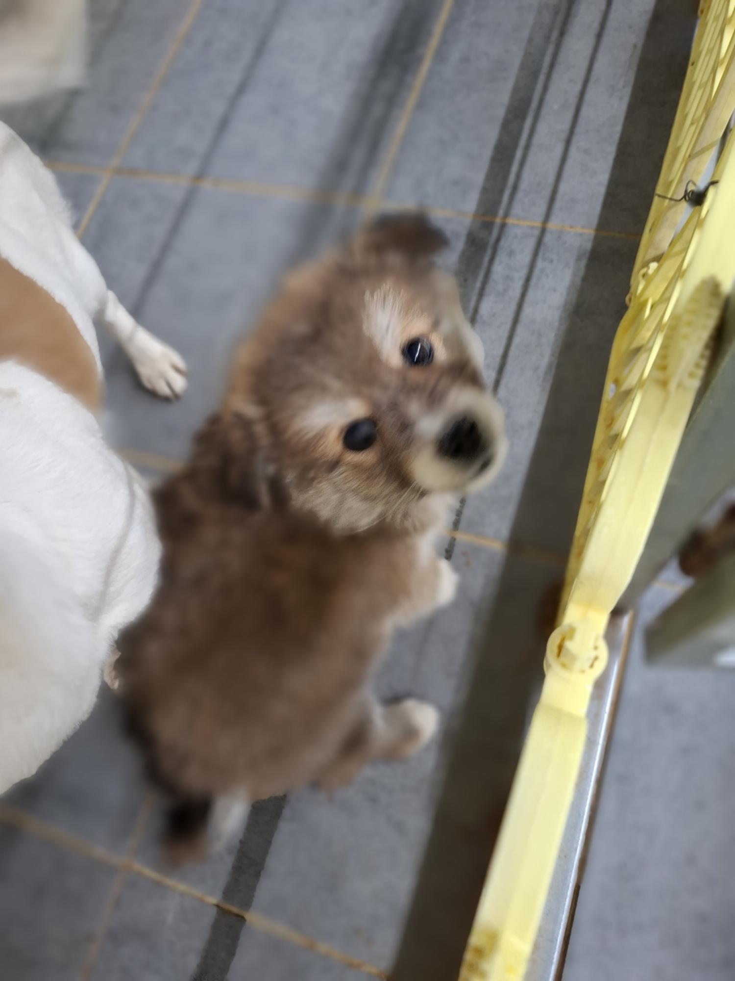 유기동물 삼호 보호소_446494202400609