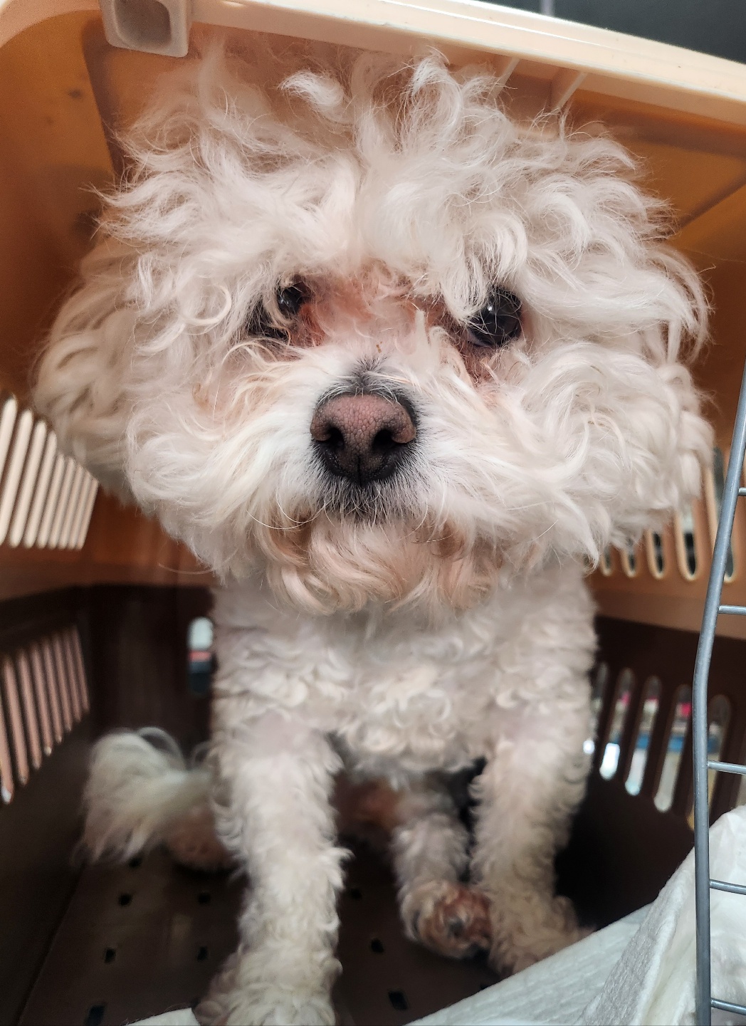 울산유기동물보호센터_431372202400697