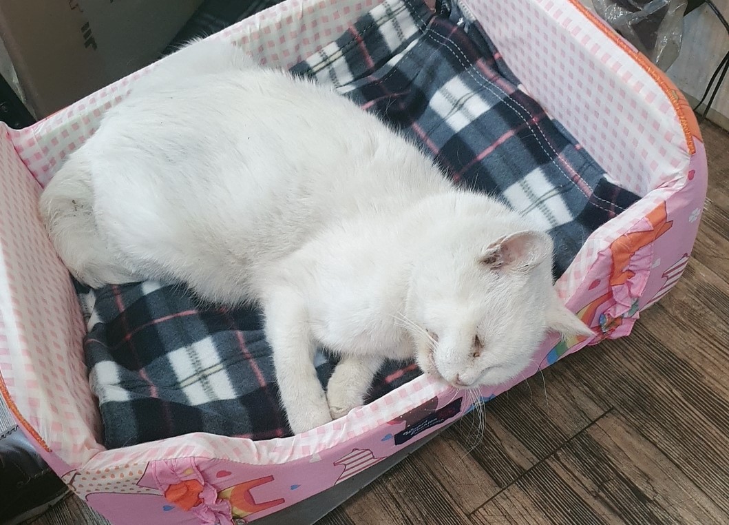 오산 유기동물보호소_441400202400795