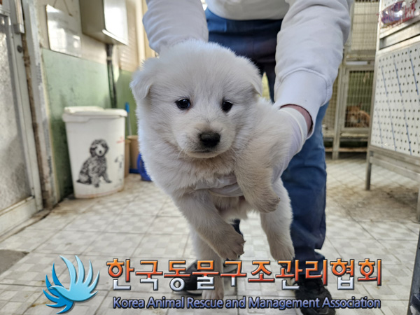 종료(안락사) 믹스…