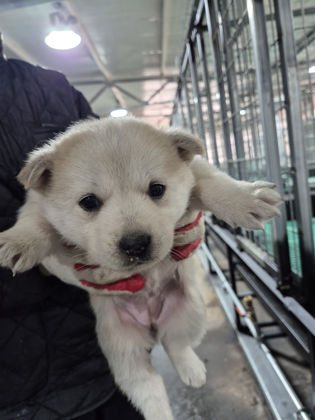 남양동물보호센터_441553202404176