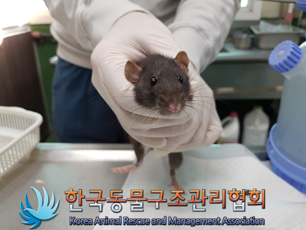 한국동물구조관리협회_411312202400947