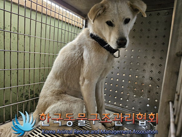 한국동물구조관리협회_441560202401443