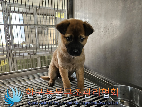 종료(안락사) 믹스…