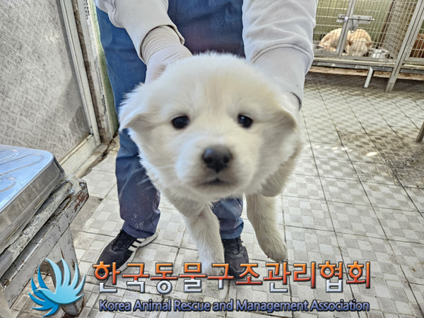 종료(안락사) 믹스…