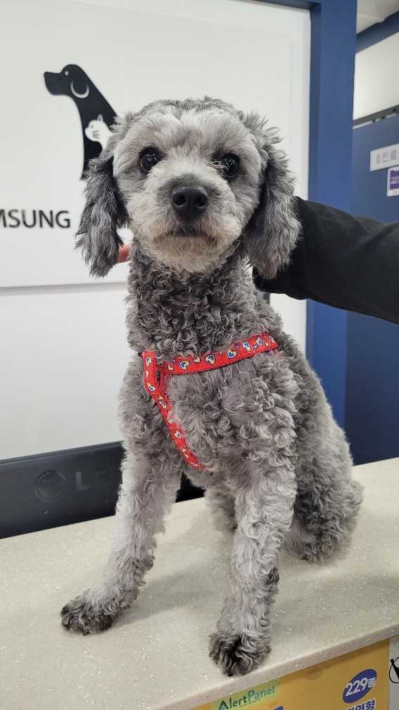대구시수의사회(삼성)_427343202401001