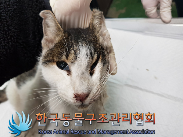 한국동물구조관리협회_441409202402008